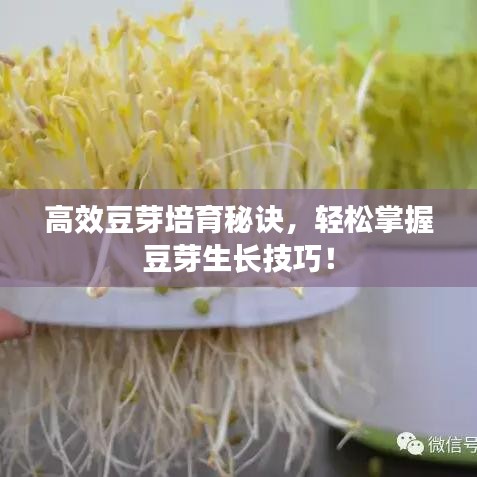高效豆芽培育秘诀，轻松掌握豆芽生长技巧！