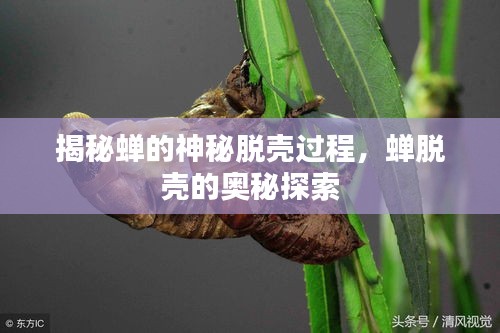 揭秘蝉的神秘脱壳过程，蝉脱壳的奥秘探索
