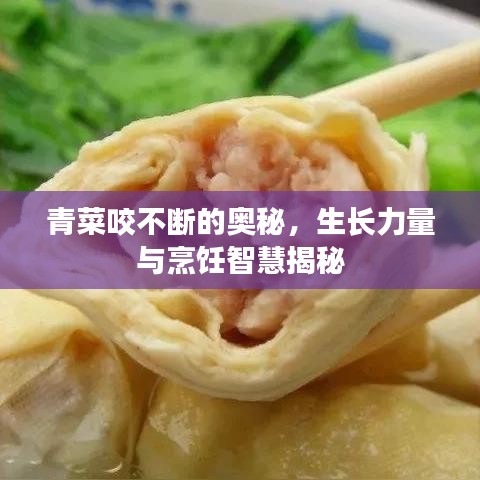 青菜咬不断的奥秘，生长力量与烹饪智慧揭秘