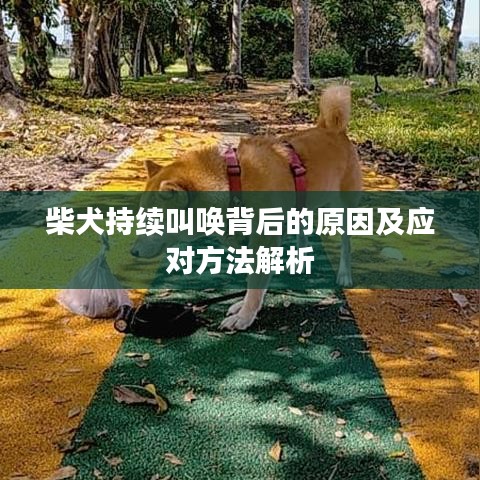 柴犬持续叫唤背后的原因及应对方法解析