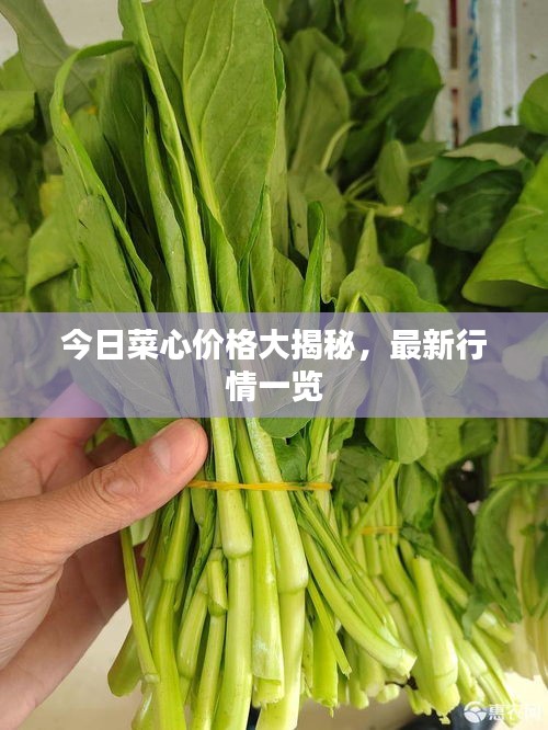 今日菜心价格大揭秘，最新行情一览
