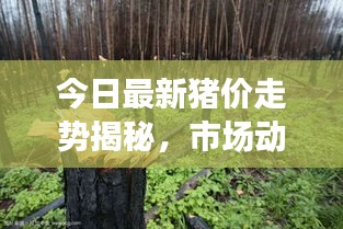 今日最新猪价走势揭秘，市场动态及影响因素深度解析