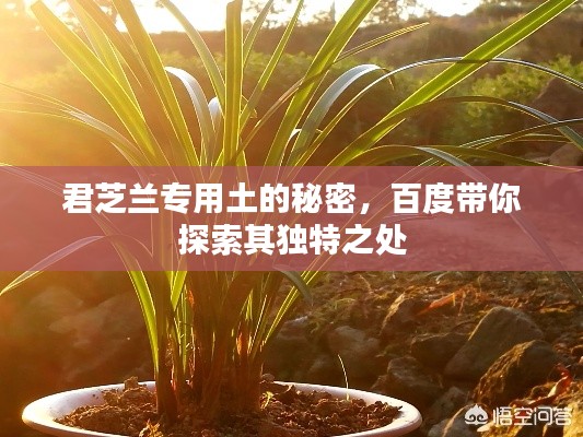 君芝兰专用土的秘密，百度带你探索其独特之处