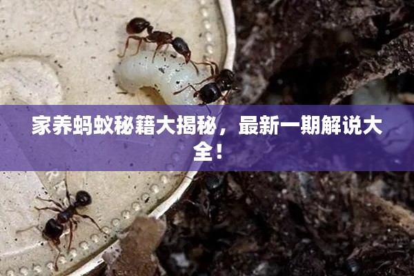 家养蚂蚁秘籍大揭秘，最新一期解说大全！