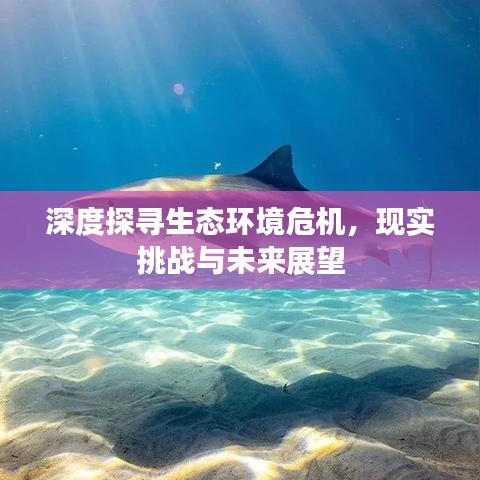 深度探寻生态环境危机，现实挑战与未来展望