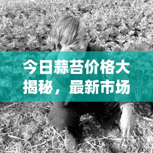 今日蒜苔价格大揭秘，最新市场价一览