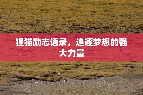 狸猫励志语录，追逐梦想的强大力量