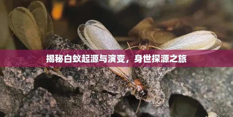 揭秘白蚁起源与演变，身世探源之旅