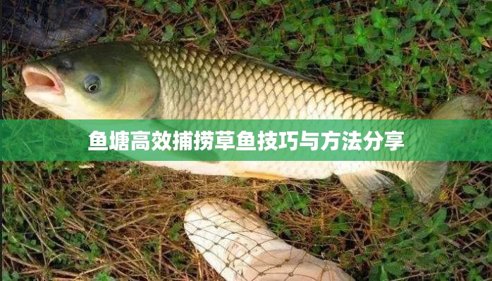鱼塘高效捕捞草鱼技巧与方法分享