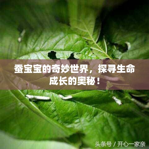 蚕宝宝的奇妙世界，探寻生命成长的奥秘！