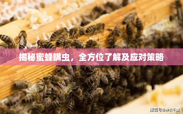 揭秘蜜蜂瞒虫，全方位了解及应对策略