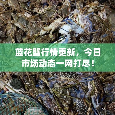 蓝花蟹行情更新，今日市场动态一网打尽！