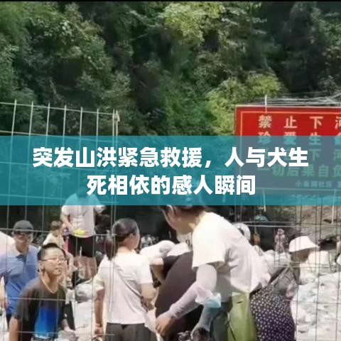 突发山洪紧急救援，人与犬生死相依的感人瞬间