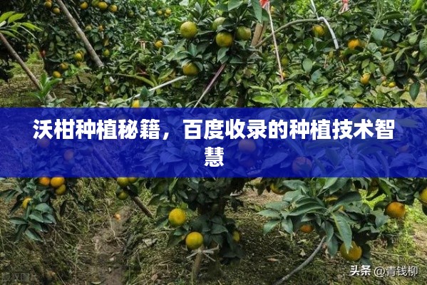 沃柑种植秘籍，百度收录的种植技术智慧