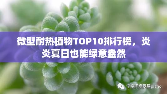 微型耐热植物TOP10排行榜，炎炎夏日也能绿意盎然