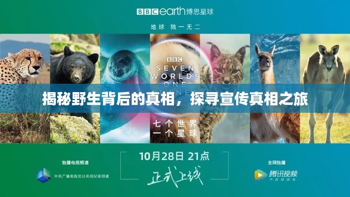 揭秘野生背后的真相，探寻宣传真相之旅