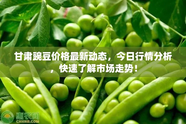 甘肃豌豆价格最新动态，今日行情分析，快速了解市场走势！