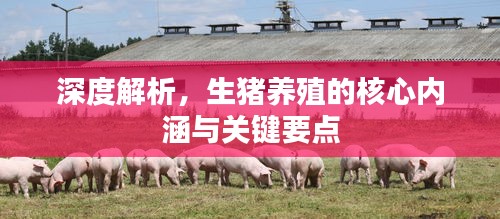 深度解析，生猪养殖的核心内涵与关键要点