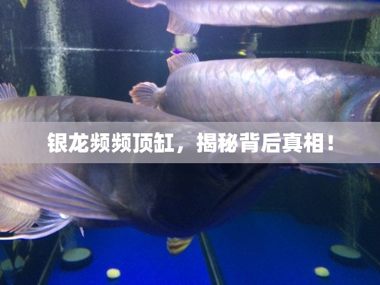 银龙频频顶缸，揭秘背后真相！