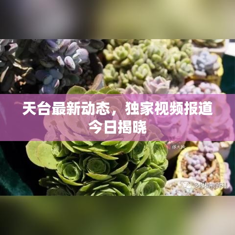 天台最新动态，独家视频报道今日揭晓