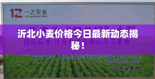 沂北小麦价格今日最新动态揭秘！