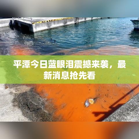 平潭今日蓝眼泪震撼来袭，最新消息抢先看