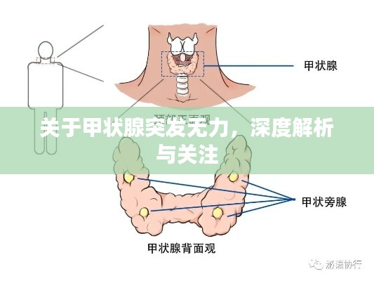 关于甲状腺突发无力，深度解析与关注