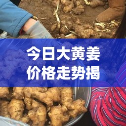 今日大黄姜价格走势揭秘，最新行情动态！