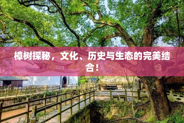 樟树探秘，文化、历史与生态的完美结合！