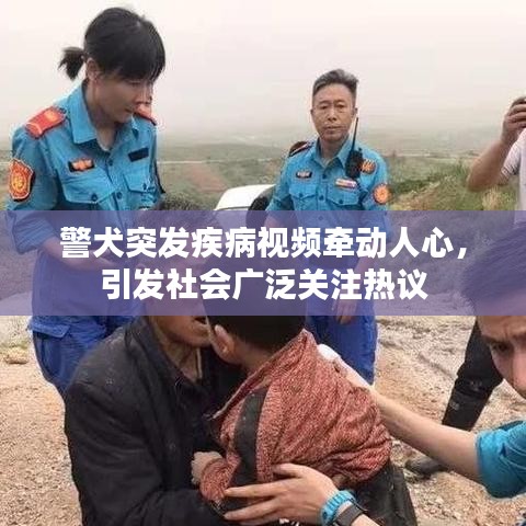 警犬突发疾病视频牵动人心，引发社会广泛关注热议
