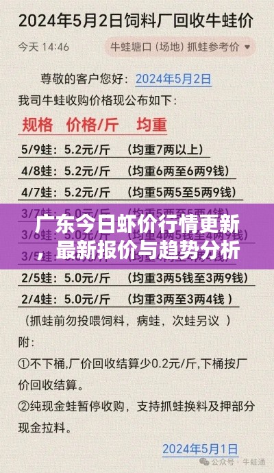 广东今日虾价行情更新，最新报价与趋势分析