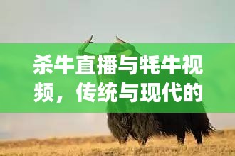 杀牛直播与牦牛视频，传统与现代的交融探索