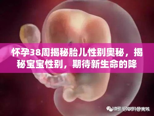 怀孕38周揭秘胎儿性别奥秘，揭秘宝宝性别，期待新生命的降临！