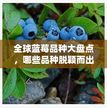 全球蓝莓品种大盘点，哪些品种脱颖而出，独占鳌头？