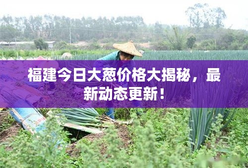 福建今日大葱价格大揭秘，最新动态更新！