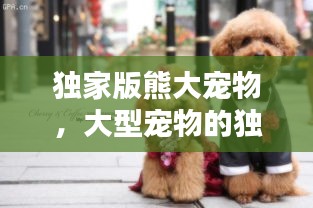独家版熊大宠物，大型宠物的独特体验与照顾之道