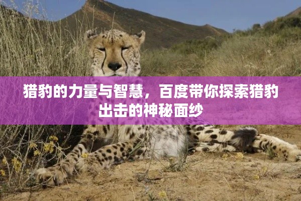 猎豹的力量与智慧，百度带你探索猎豹出击的神秘面纱